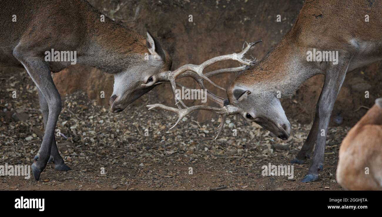 fight of young deer (cervus elephus) measuring their strength in time of bellowing in Ojen, Marbella. Andalucia, Spain Stock Photo