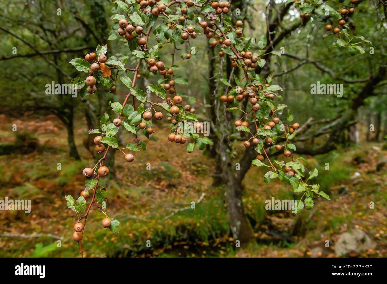 Pyrus cordata known as Plymouth pear wild tree foliage with fruits Stock Photo