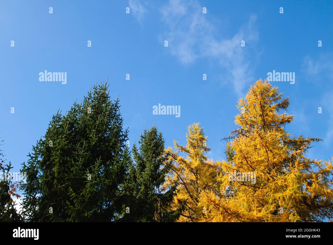 Evergreen picea and deciduous larix or larch tree with green and yellow needle-like foliage in early autumn, mixed conifers trees, blue sky background Stock Photo
