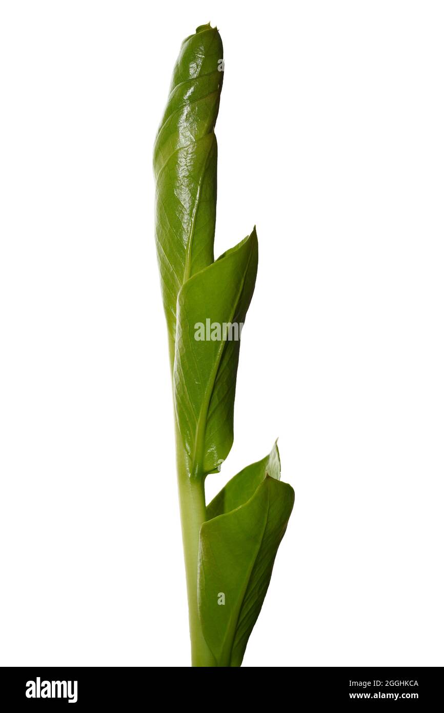 artificial potted snake plant Leti Artificial Snake Sansevieria Potted Plant 21''