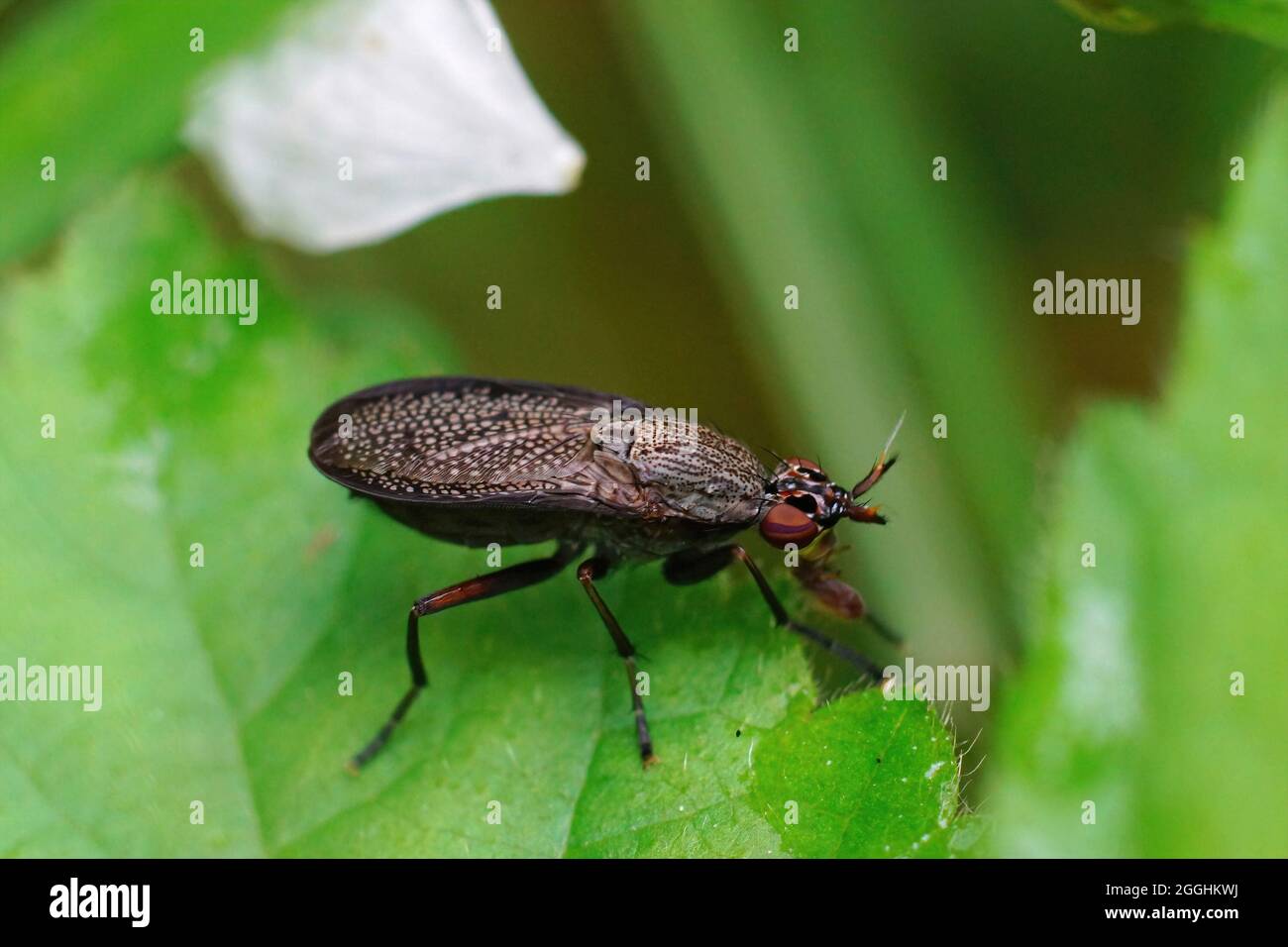Closeup on a dark snail killing fly, Coremacera marginata Stock Photo