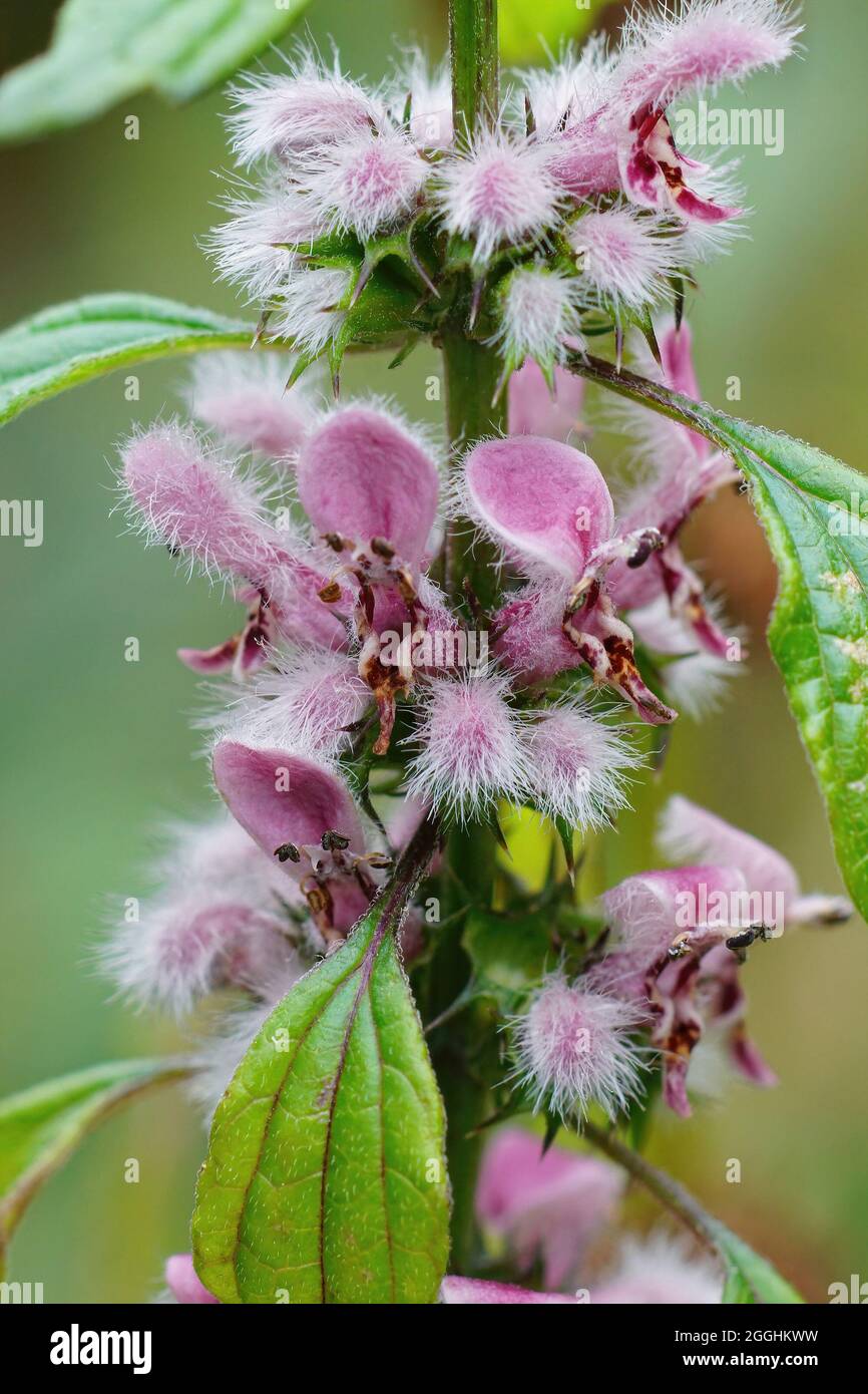 Closeup on the pink hairy flowers of Common Motherwort, Leonurus cardiaca Stock Photo