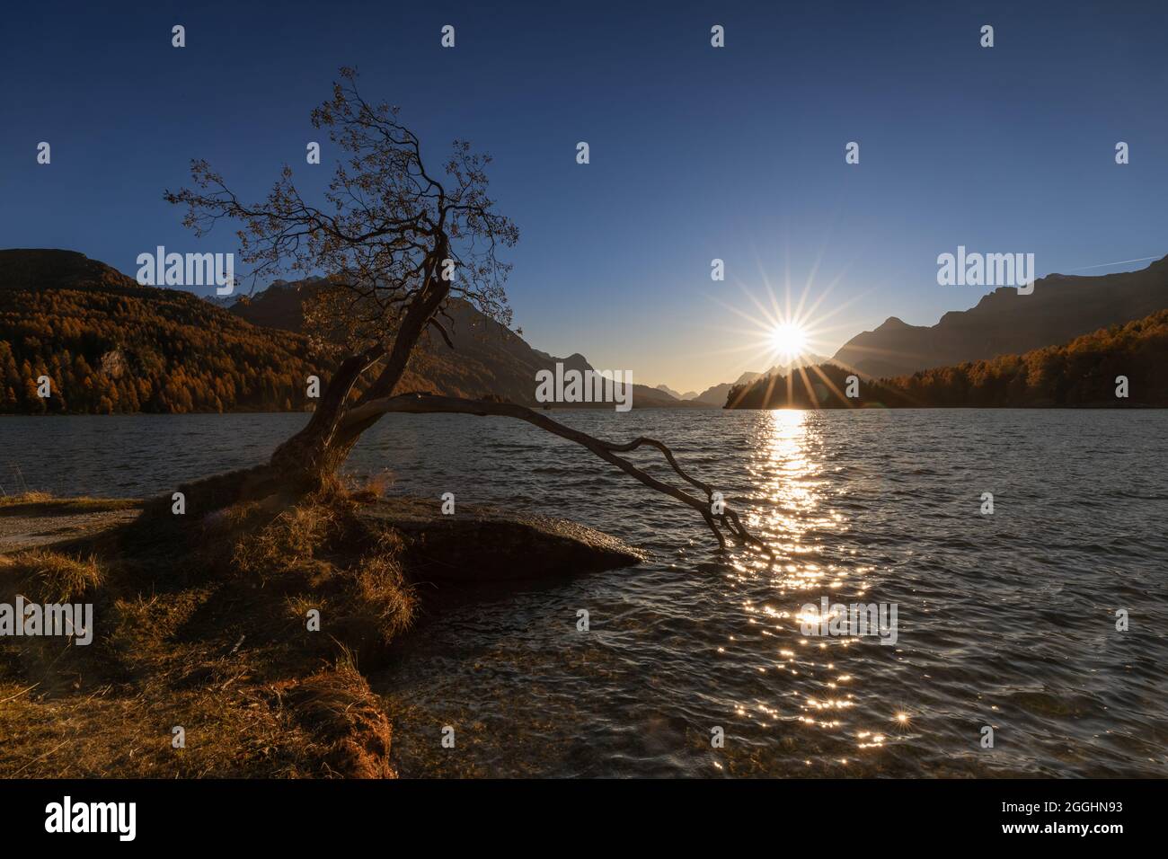 alter knorriger Baum, mit ins Wasser ragender Wurzel oder Ast am Silsersee in der Schweiz im Engadin im Herbst Stock Photo