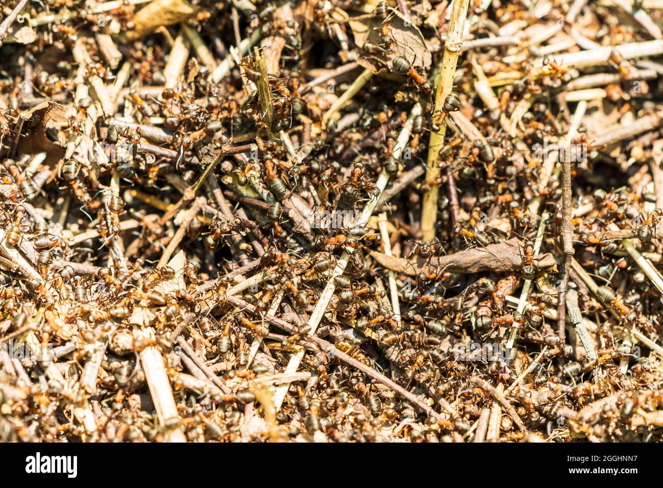 Ants nest mound hires stock photography and images Alamy