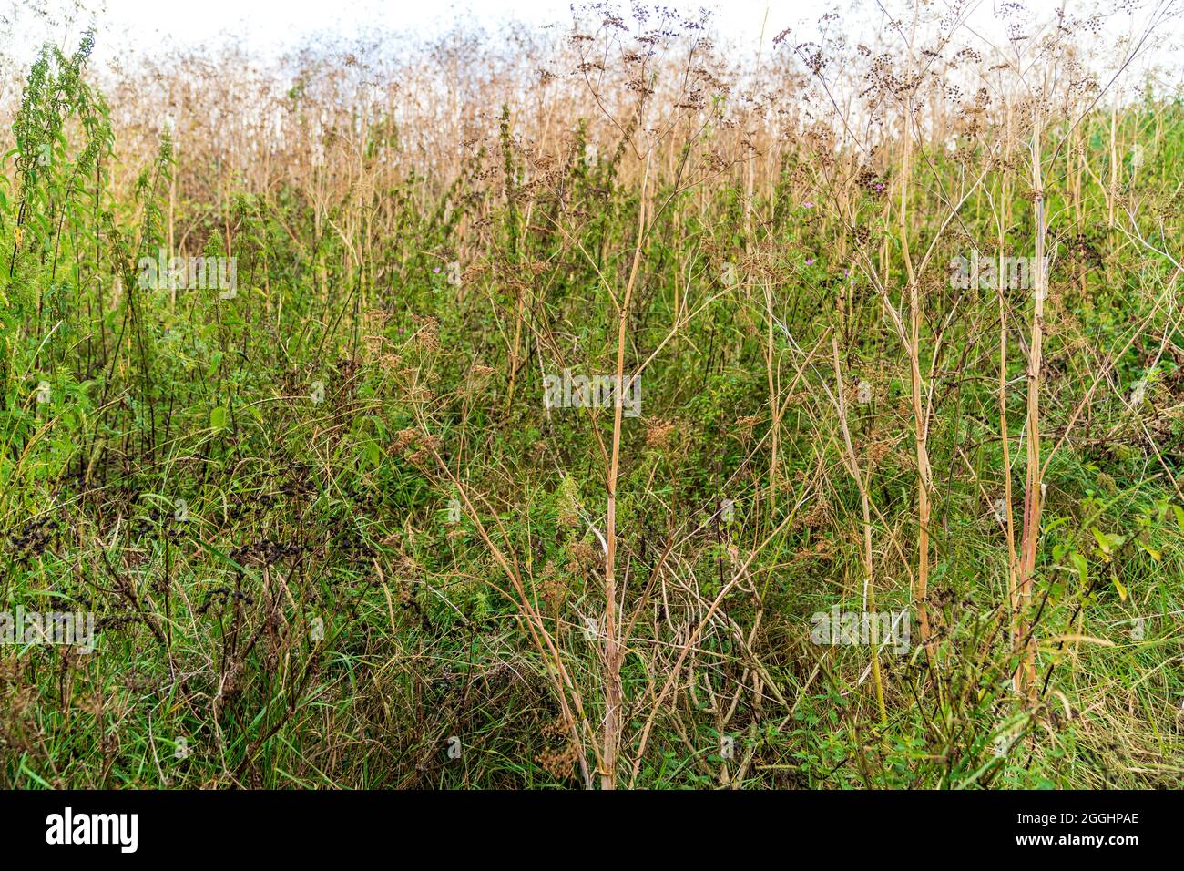 Mass of tall weeds, thistles and Hogweed growing on grass bank. Wide angle close up straight into the mass with focus on central hogweed stem. Stock Photo