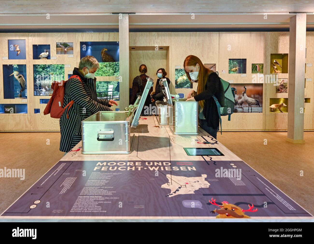 01 September 2021, Brandenburg, Buckow: Women look at the new permanent exhibition on the Märkische Schweiz Nature Park in the 'Schweizer Haus' Visitor Information Centre. The exhibition in the Schweizer Haus, which first opened in 2000, has now been completely rebuilt. It contains exhibits on the themes of the formation of the landscape, biodiversity and the influence of man on the landscape. A recurring theme is suggestions for sustainable living, which are conveyed by the figures Flora and Stobbi and, not least, by the materials used in the exhibits. In this way, the visitor is taken from t Stock Photo