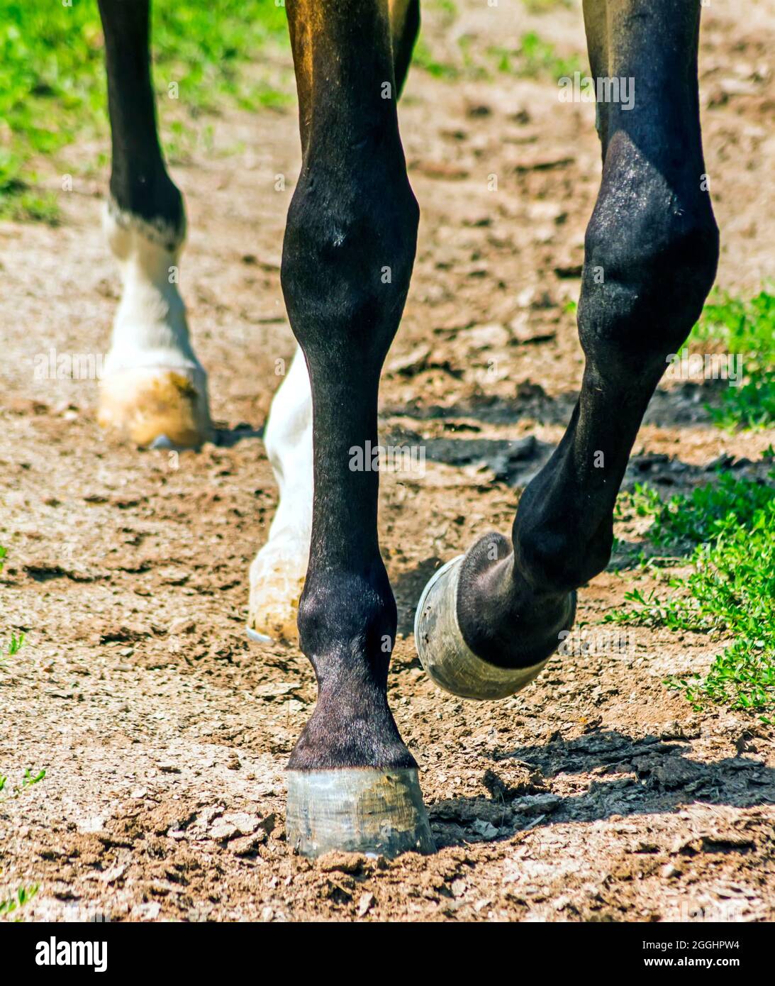 Leading horse walking along the sand track Stock Photo Alamy