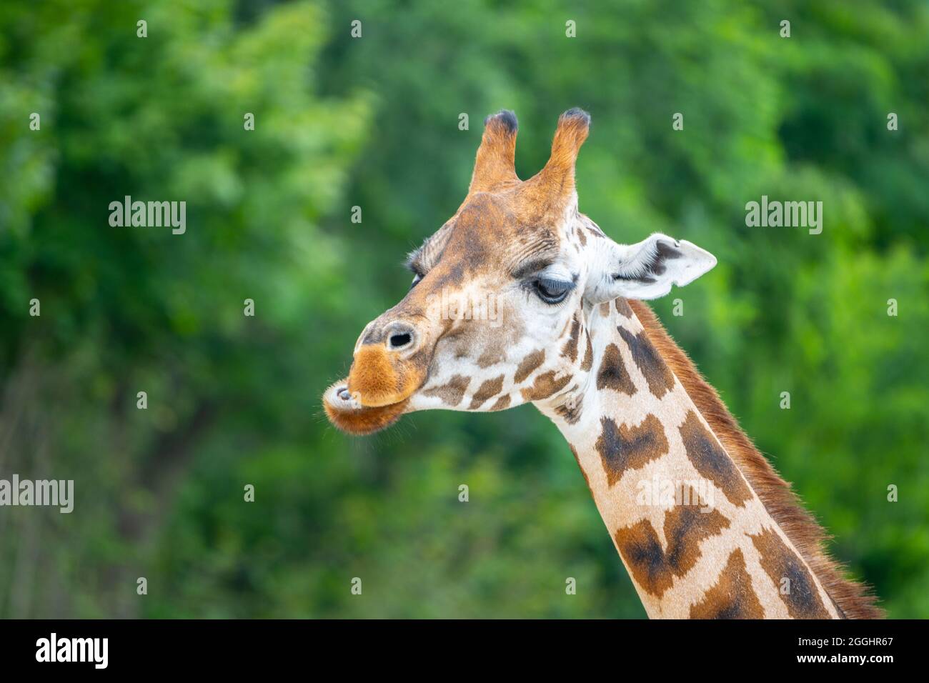 Cute giraffe portrait. Zoom close up photography. Stock Photo