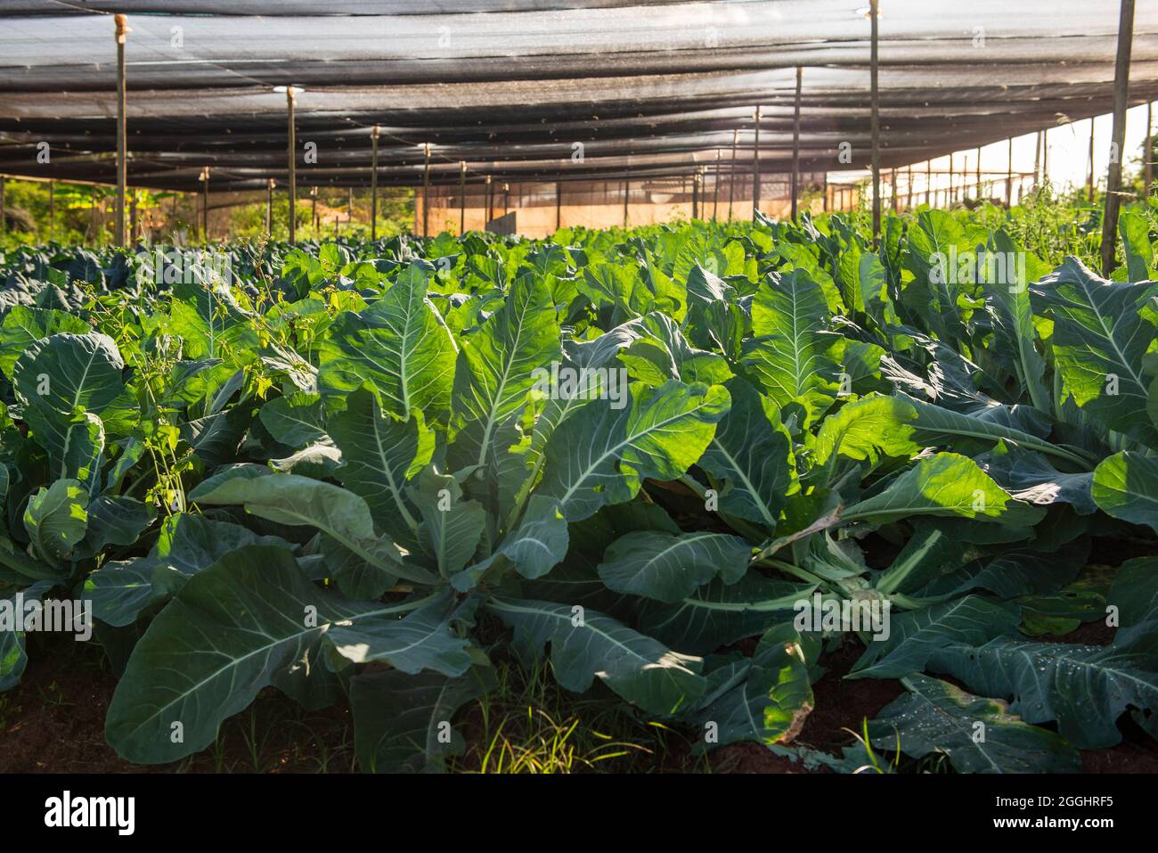 greenhouse with plants producing cauliflower Stock Photo Alamy
