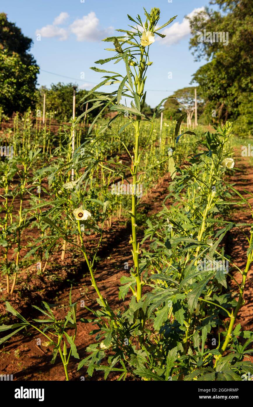 Food producing culture hires stock photography and images Alamy