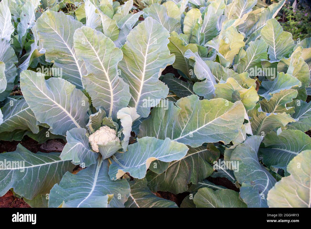 greenhouse with plants producing cauliflower Stock Photo Alamy