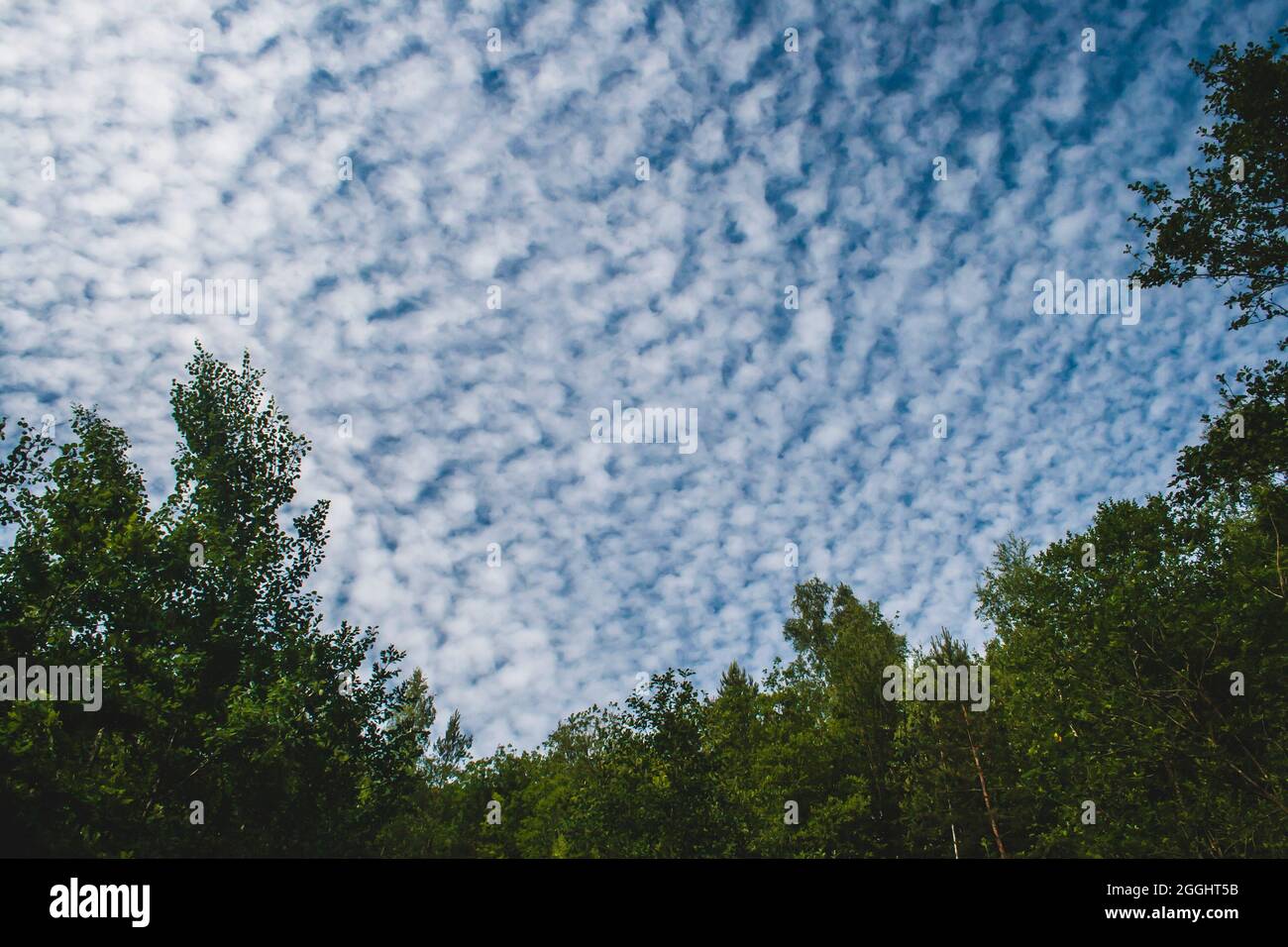 Altocumulus floccus white fluffy clouds covering the blue sky Stock Photo