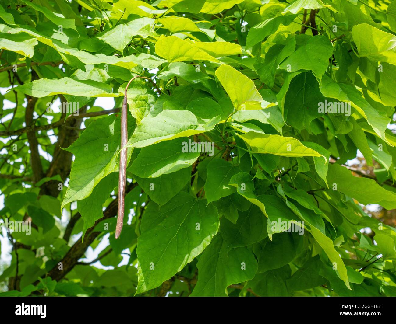 Catalpa bignonioides or southern catalpa, ornamental tree with a short trunk,  light brown bark, long and straggling branches which form a broad head  covered with large green leaves Stock Photo