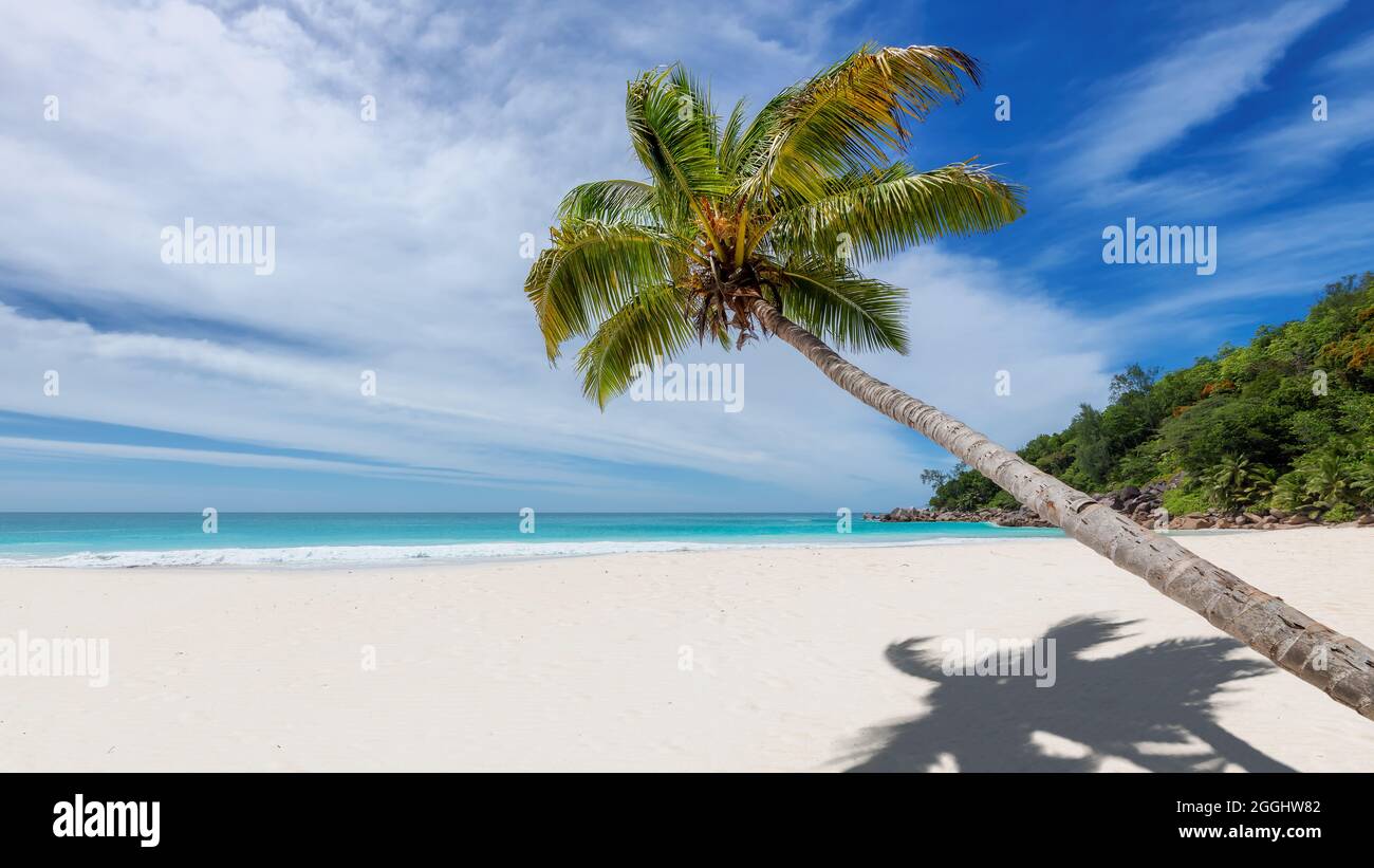 Palm tree on tropical white sand beach Stock Photo - Alamy