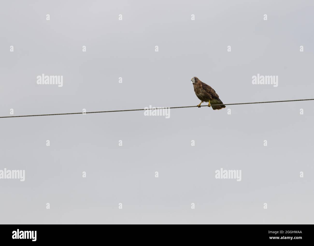 buzzard sitting on telephone wire Stock Photo