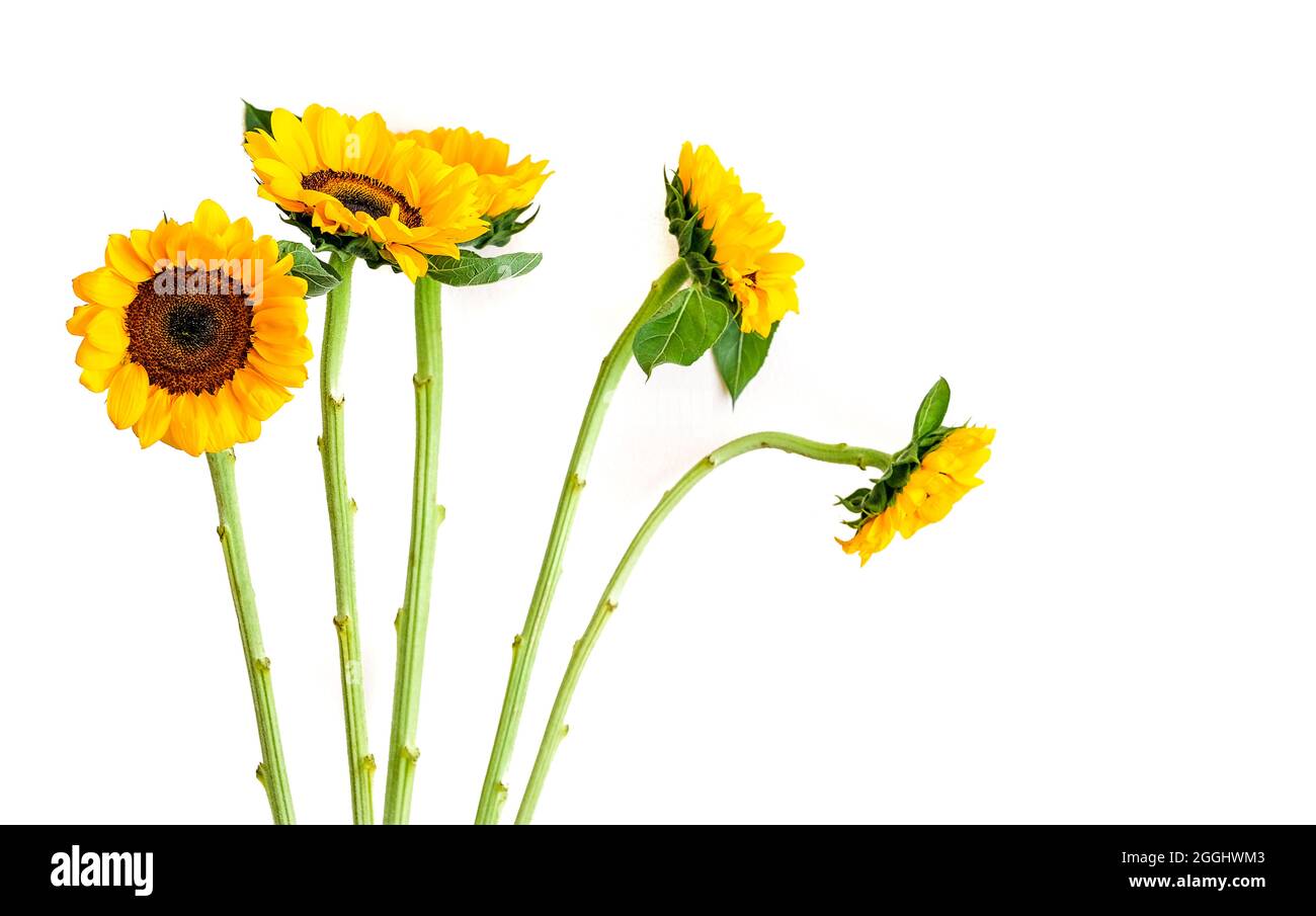 Beautiful sunflowers isolated on white background Stock Photo - Alamy