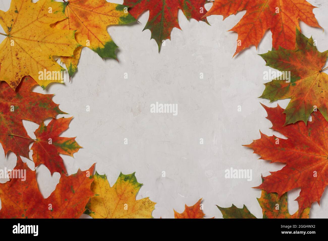 border frame of colorful autumn leaves on gray Stock Photo - Alamy
