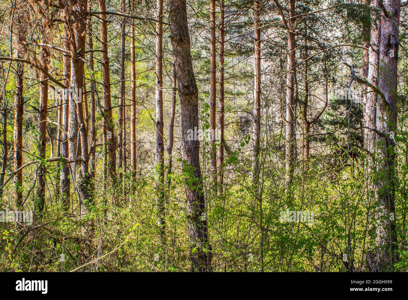 Dense woodland background hi-res stock photography and images - Alamy