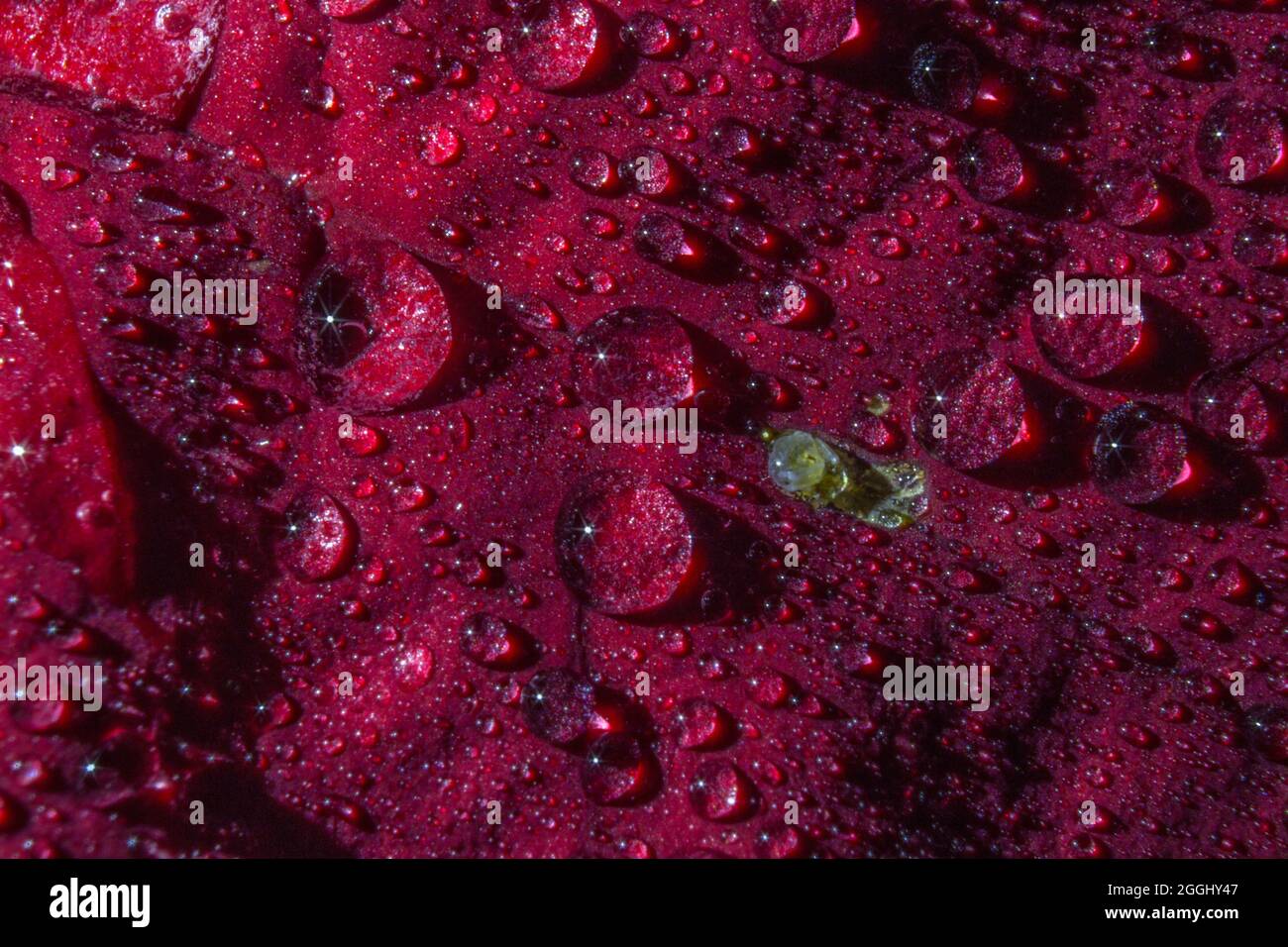 Water drops on red flower petals. Stock Photo