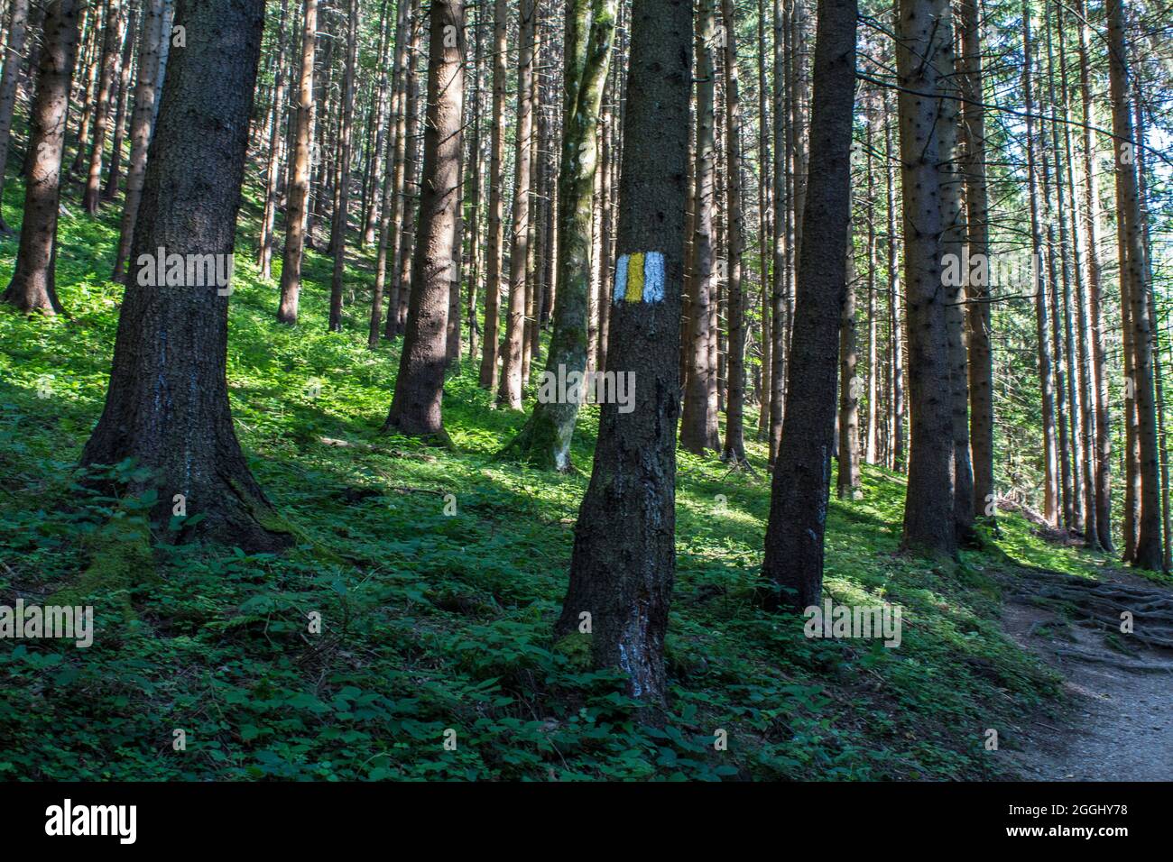 Trailing route mark in a pine forest. Stock Photo