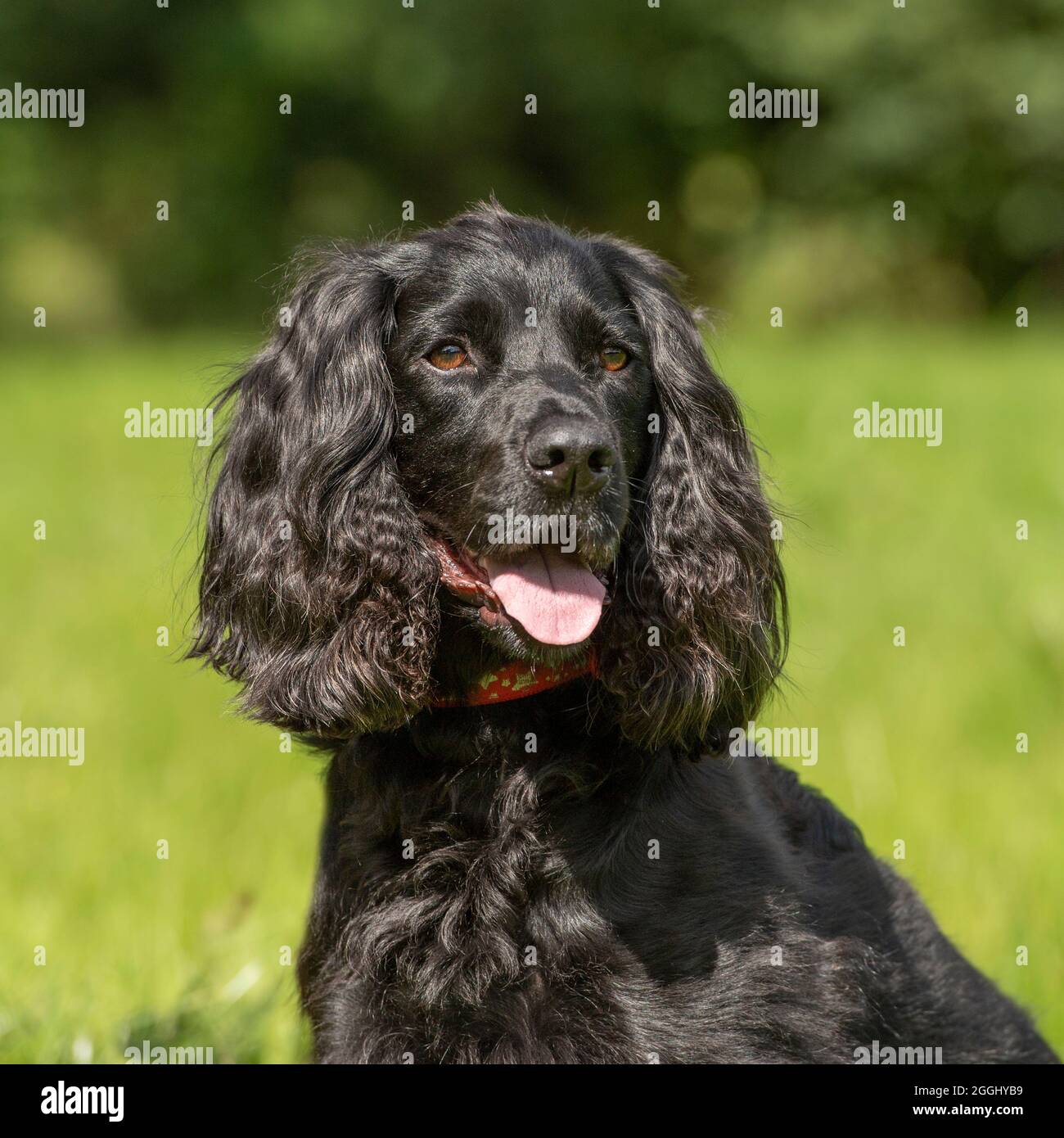 black working cocker spaniel Stock Photo Alamy