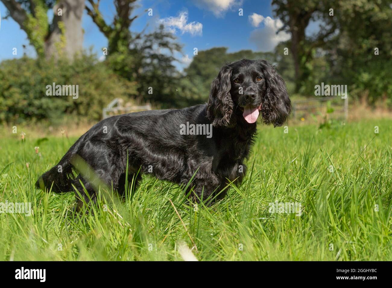 black working cocker spaniel Stock Photo Alamy