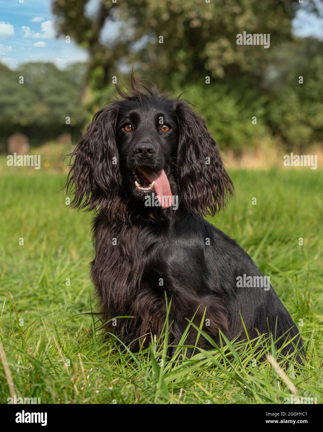 black working cocker spaniel dog Stock Photo