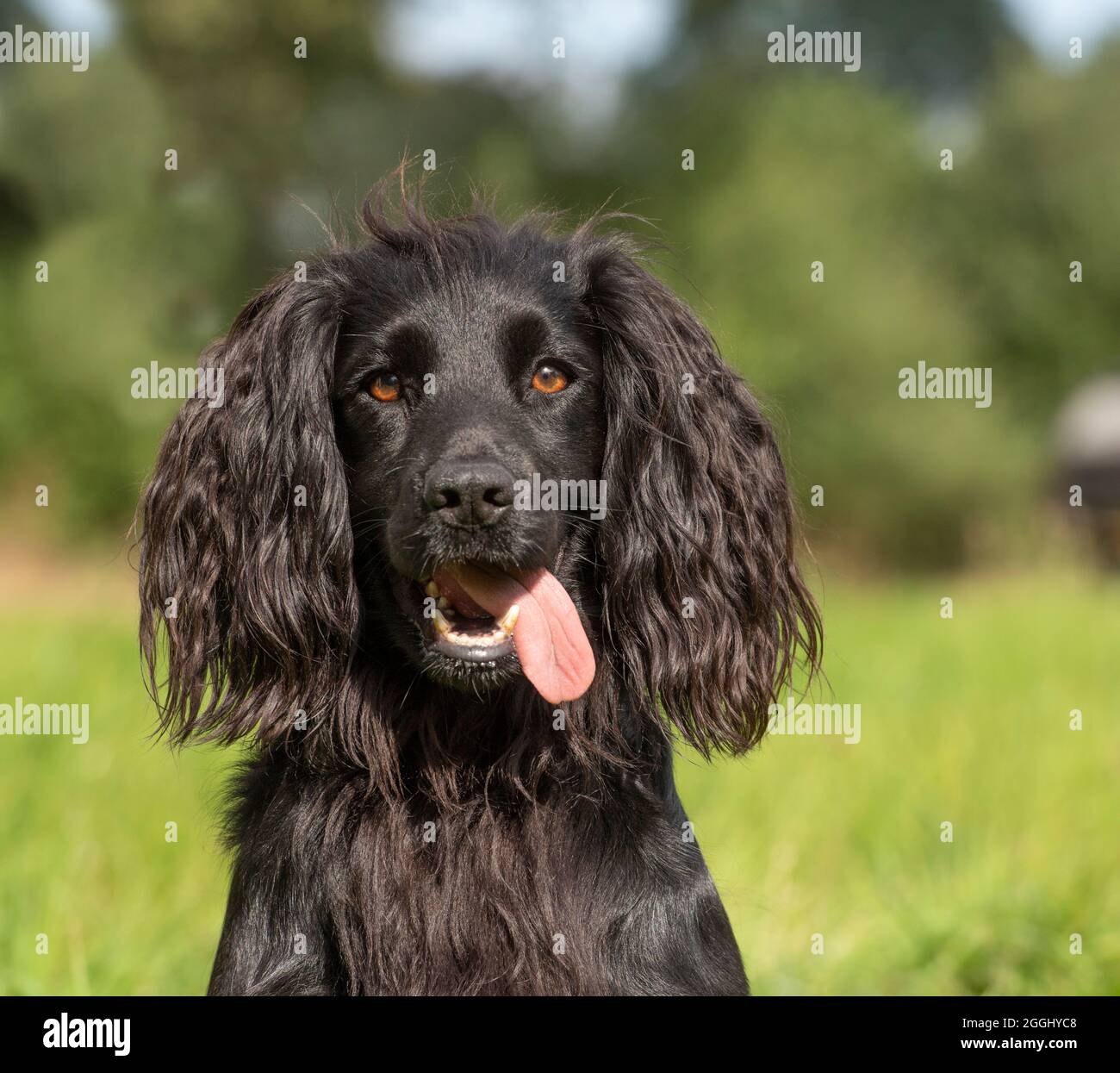 black working cocker spaniel dog Stock Photo Alamy