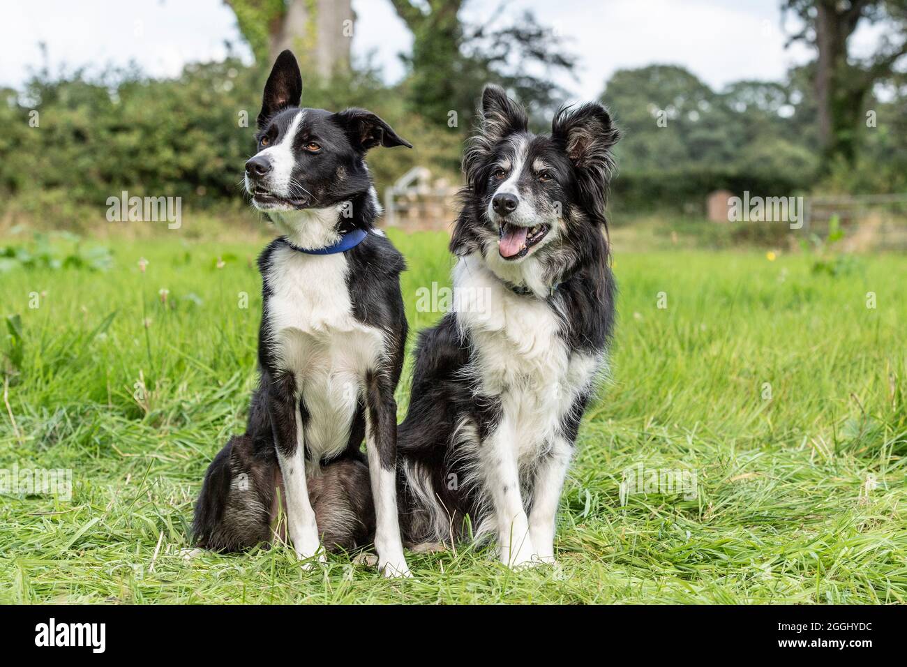 two border collie dogs Stock Photo