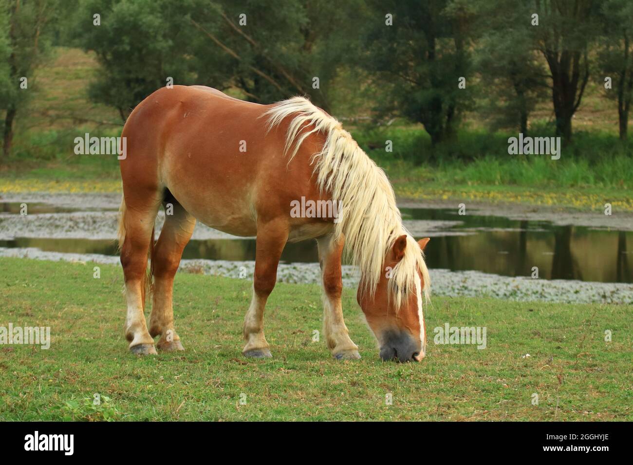 Brown horse with white mane in pasture Stock Photo - Alamy