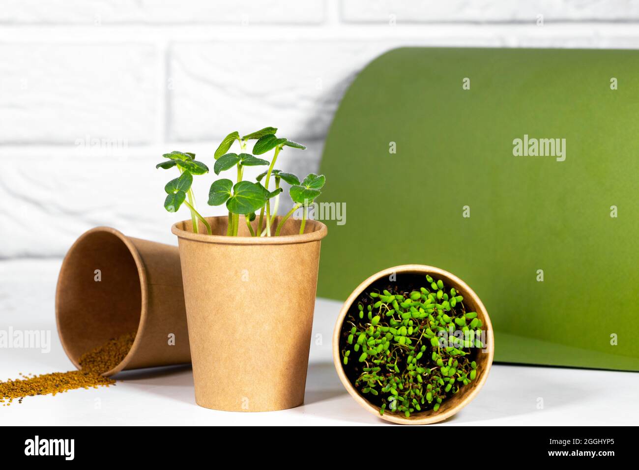 Paper Eco Cup With Micro green. Young green sprouts growing. Healthy ...