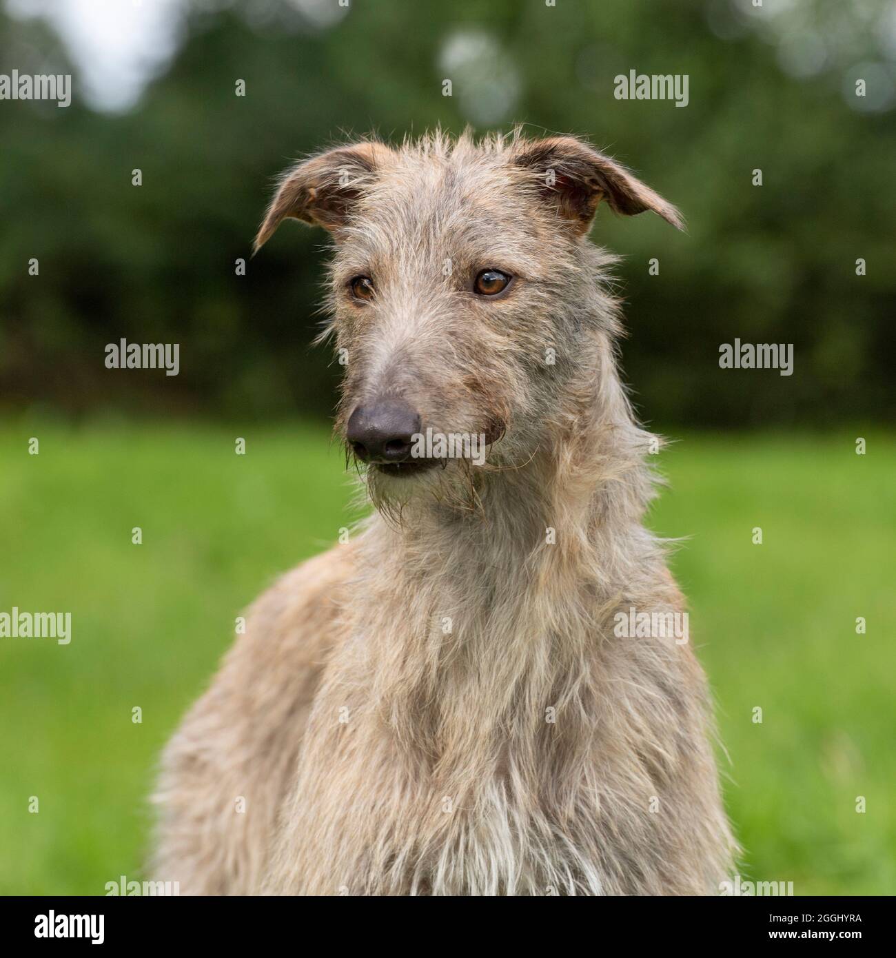 lurcher Stock Photo