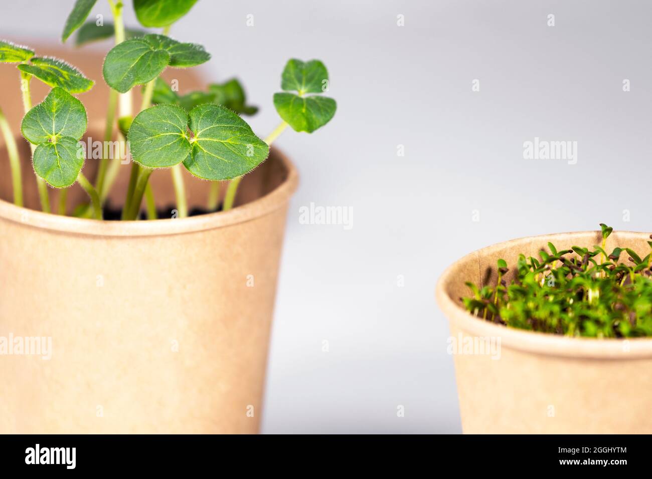 Micro greens closeup. Young green sprouts for food in paper cup. Diet ...