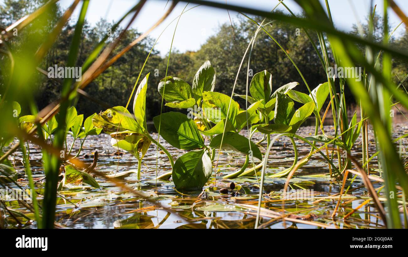 Summer vegetation of a pond. Stock Photo