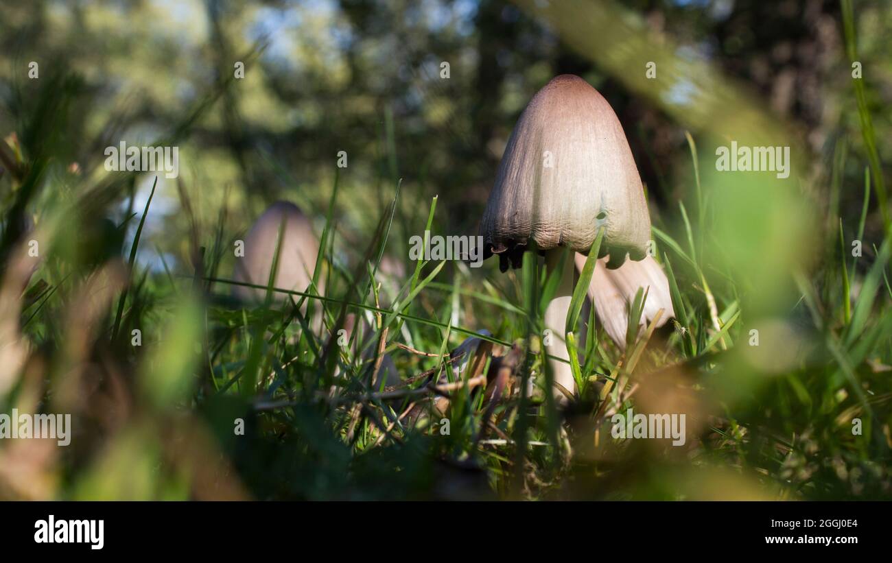Coprinopsis atramentaria mushrooms in the meadow during late summer. Even though it is edible, it becomes poisonous in combination with alcohol. Stock Photo
