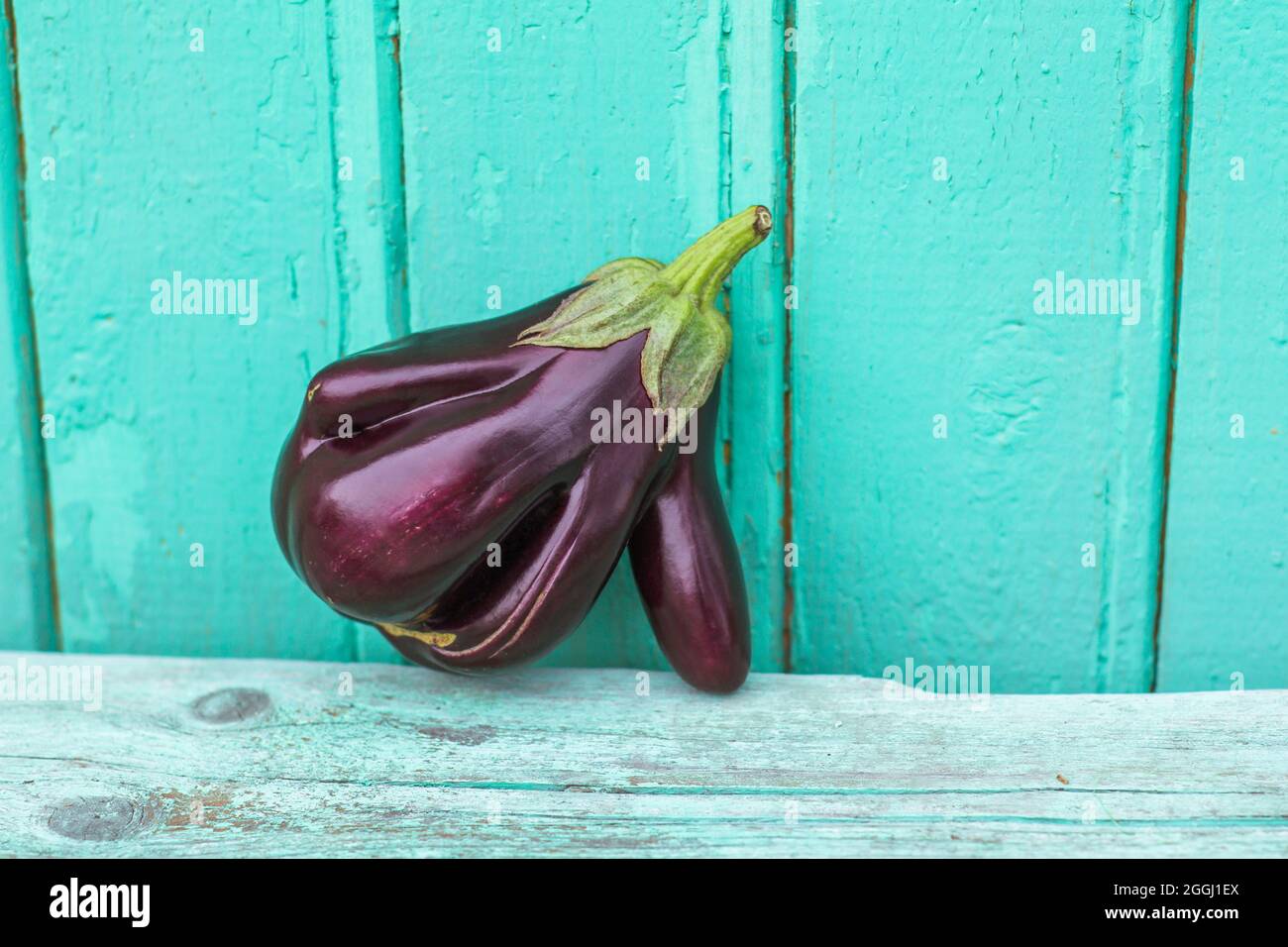 Ugly eggplant on a blue background. Funny, unnormal vegetable concept Stock Photo