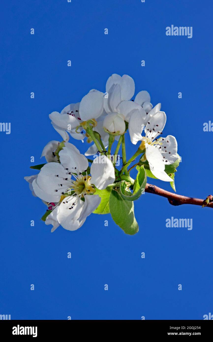 Closeup view on a cluster of white Bartlett pear blossoms at the tip of twig, with clear blue sky background. Stock Photo