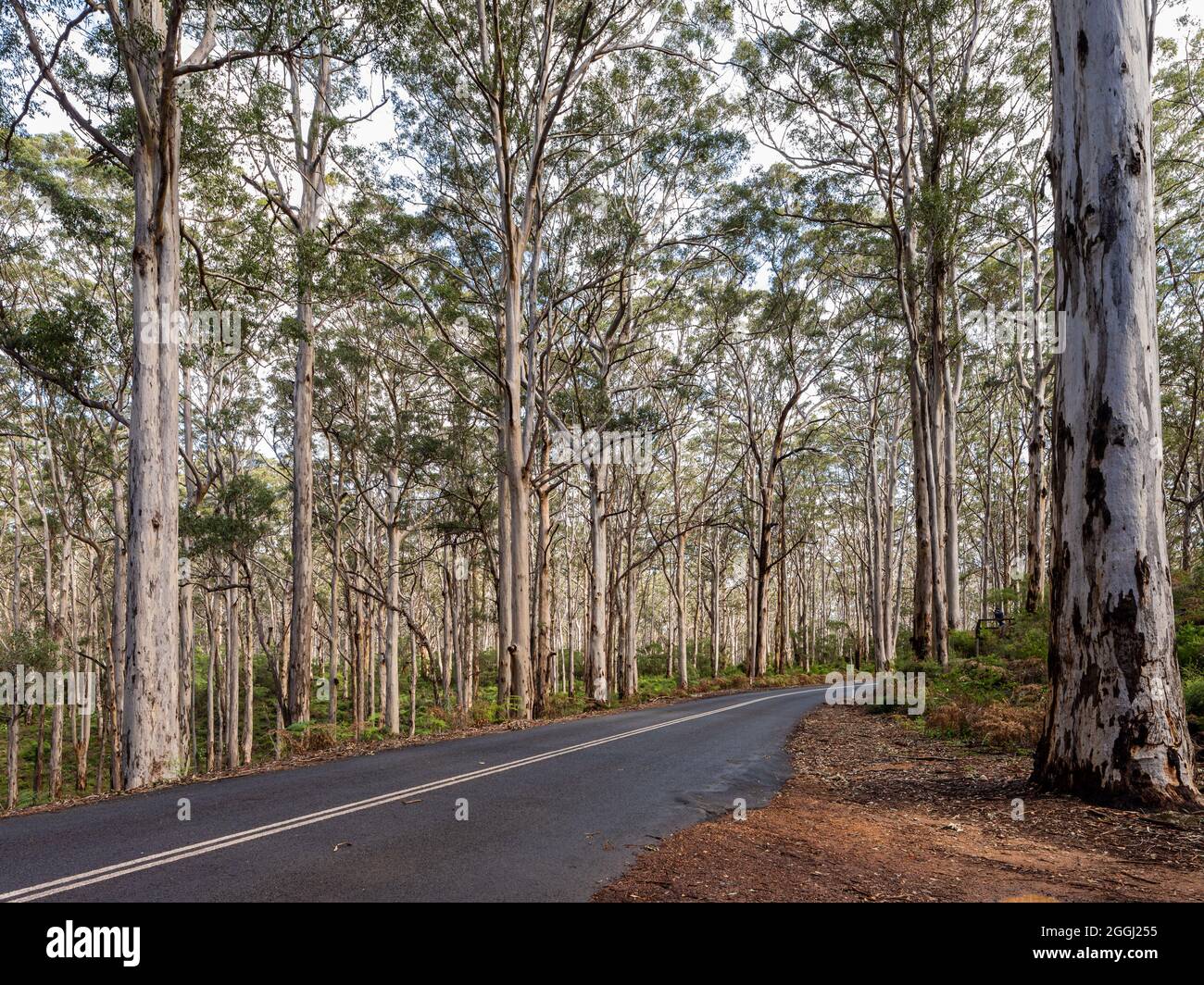 Empty road through Boranup Forest, South West, Western Australia Stock Photo
