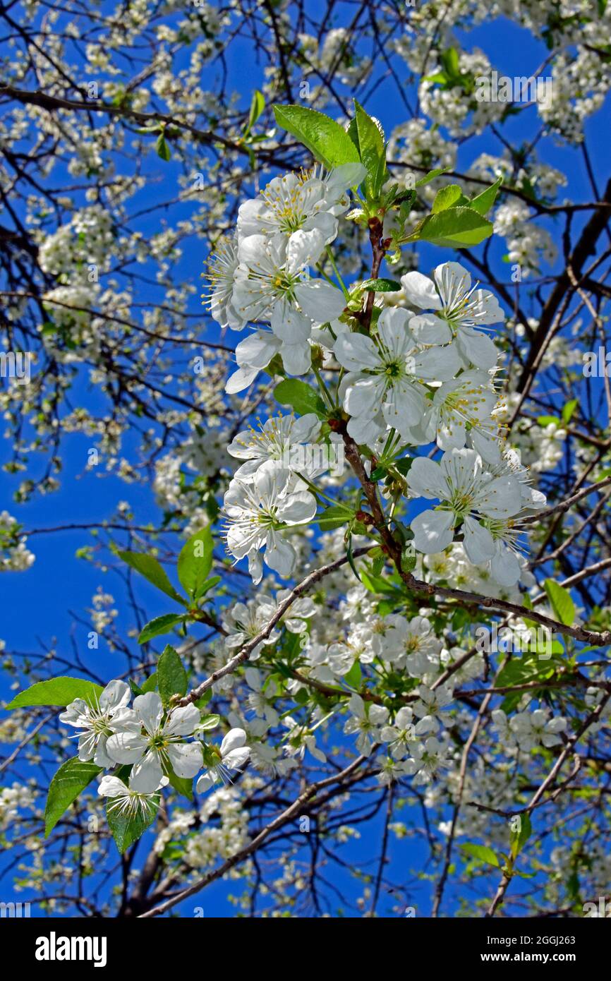Perspective view in depth created on vivid blue sky by branches of sour cherry tree fully covered in white blossoms glowing in sunshine. Stock Photo