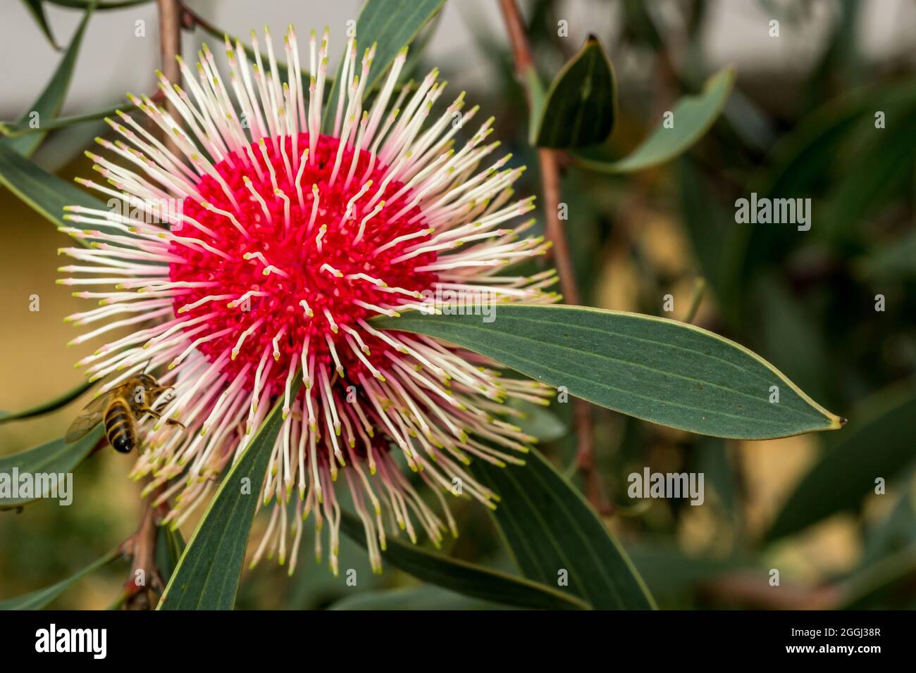 Single Hakea Laurina flower with bee, Western Australia Stock Photo