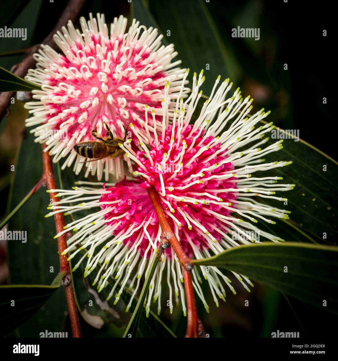 Two Hakea Laurina flowers with bee, endemic to Western Australia Stock Photo