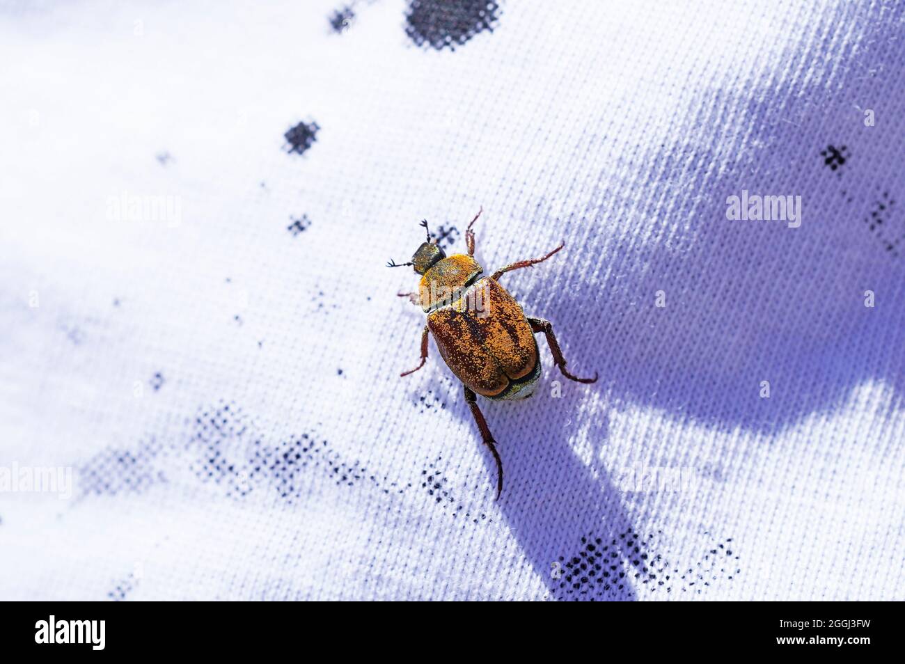 Gold dust tree beetle on clothes. Insect close up. Hoplia argentea