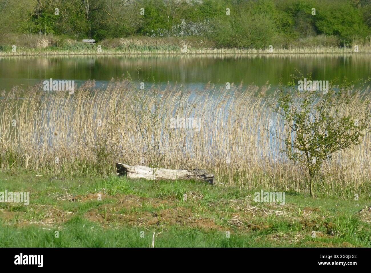 Summer Leys Northamptonshire log wood plants reflection water lake pond bush river bank  wildlife view views tree trees countryside English walk Stock Photo