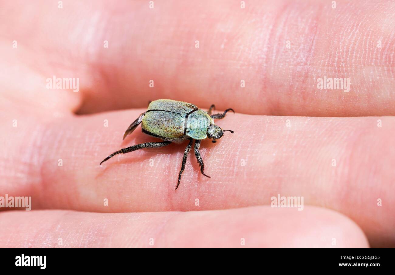 Gold dust tree beetle on hand. Insect close up. Hoplia argentea. Stock Photo