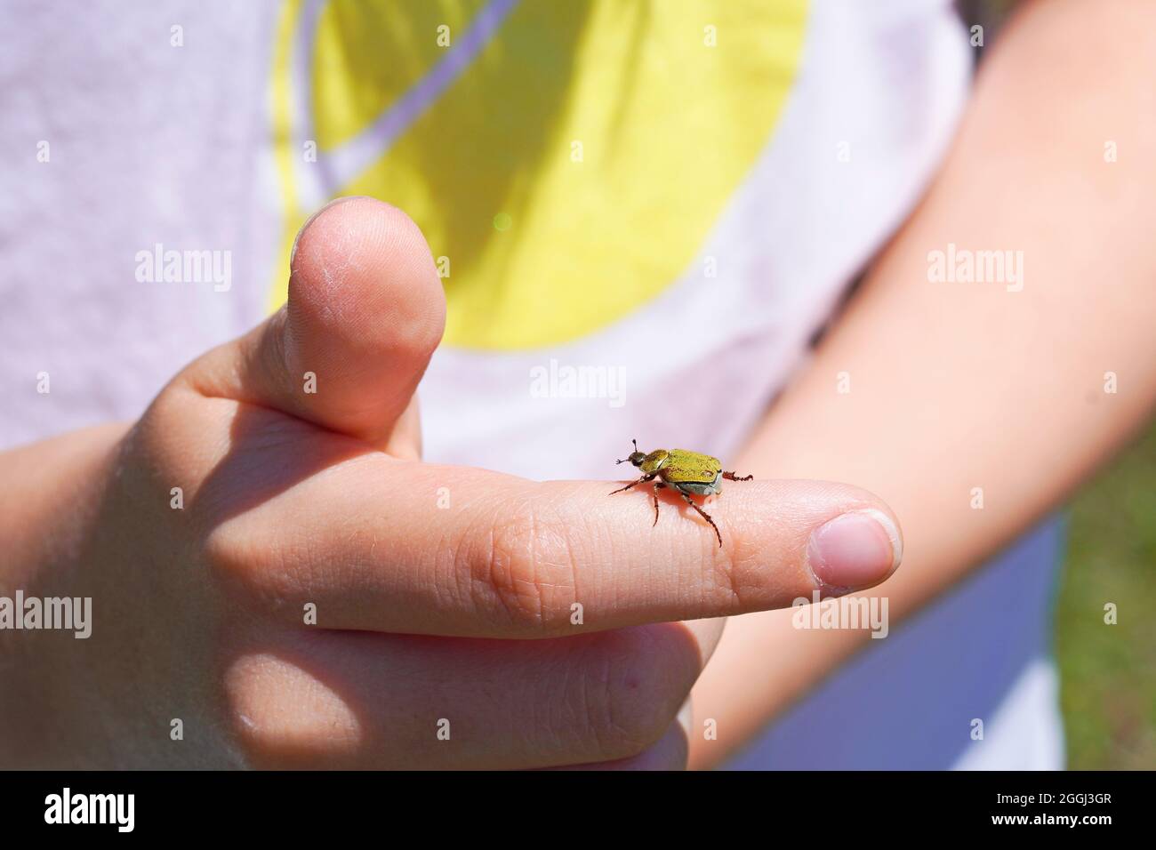 Gold dust tree beetle on hand. Insect close up. Hoplia argentea. Stock Photo