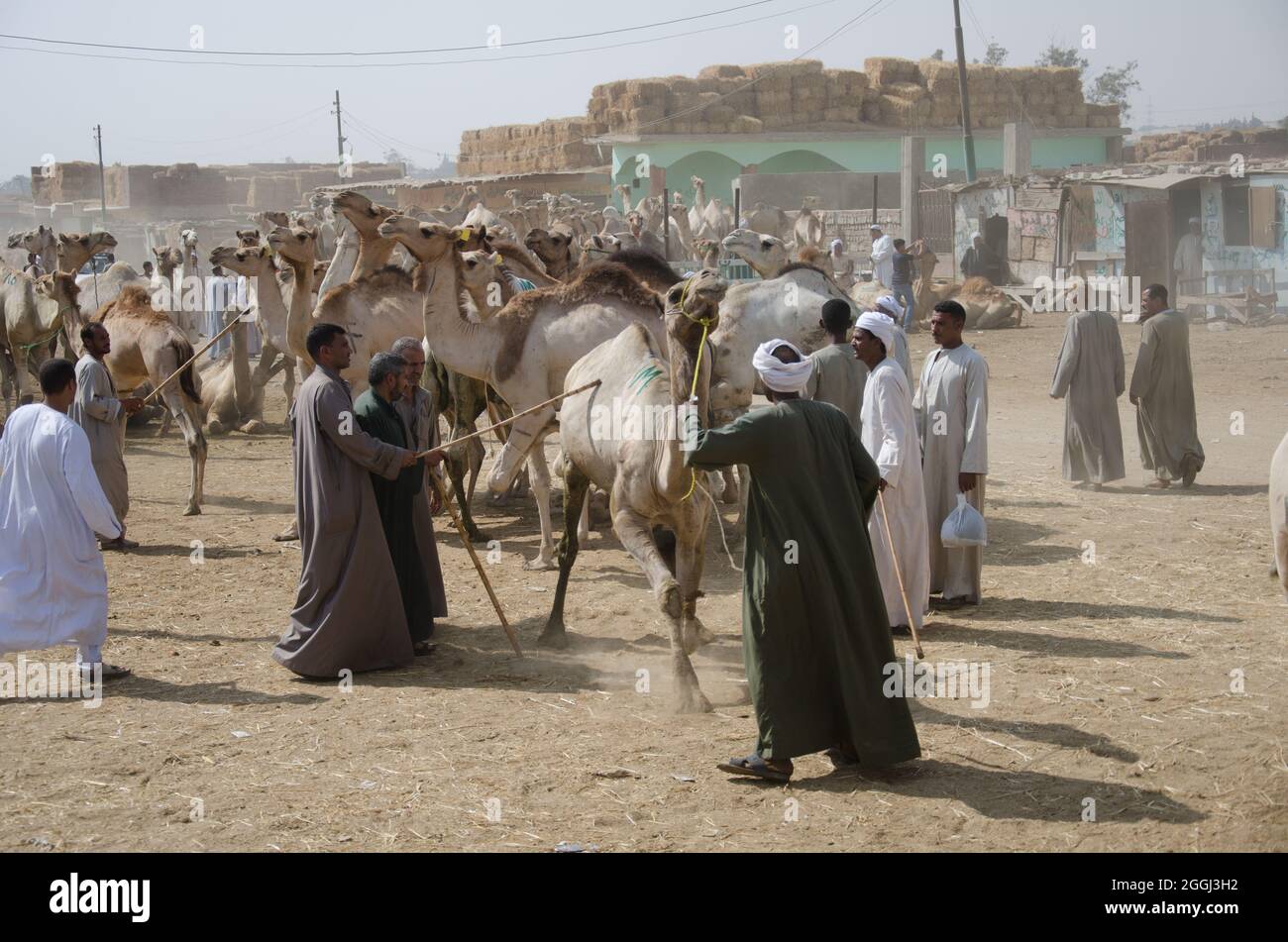 Camel market near Cairo, Egypt Stock Photo - Alamy