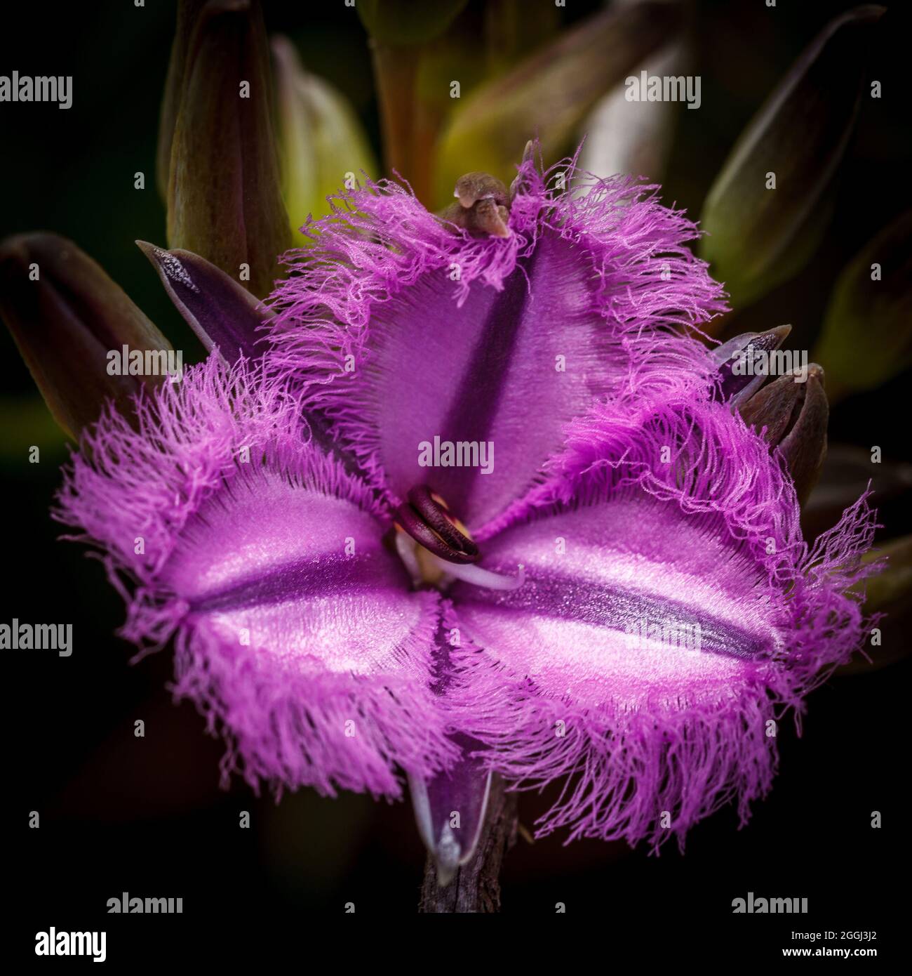 Single fringe lily flower South West, Western Australia Stock Photo