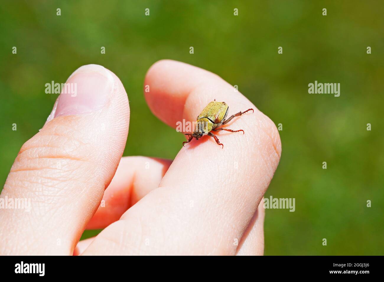 Gold dust tree beetle on hand. Insect close up. Hoplia argentea. Stock Photo