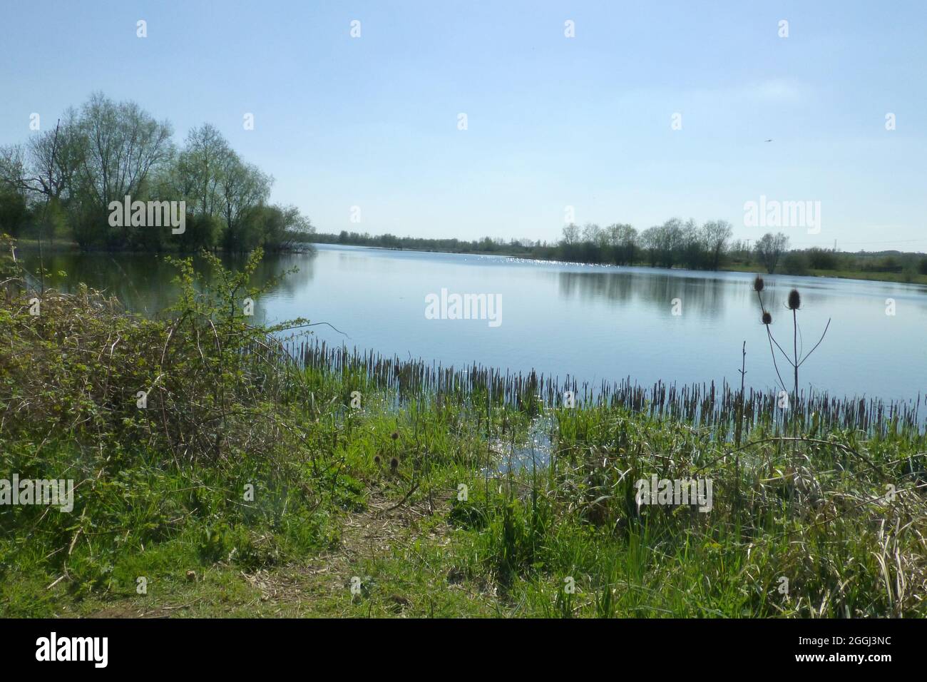 Summer Leys Northamptonshire food flooded water lake pond river trees green outside view views reflection plants plant overgrown wildlife resort Stock Photo