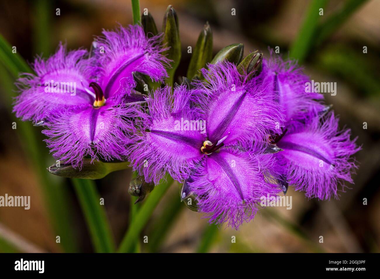 Three Fringe LIly Flowers in the south west of Western Australia Stock Photo